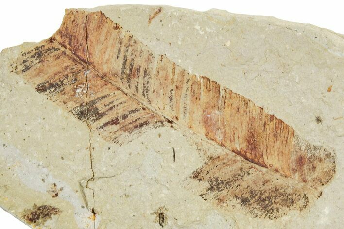 Fossil Fern (Lygodium) - France #254206